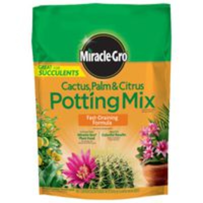 Mix Potting Cactus Palm – 8