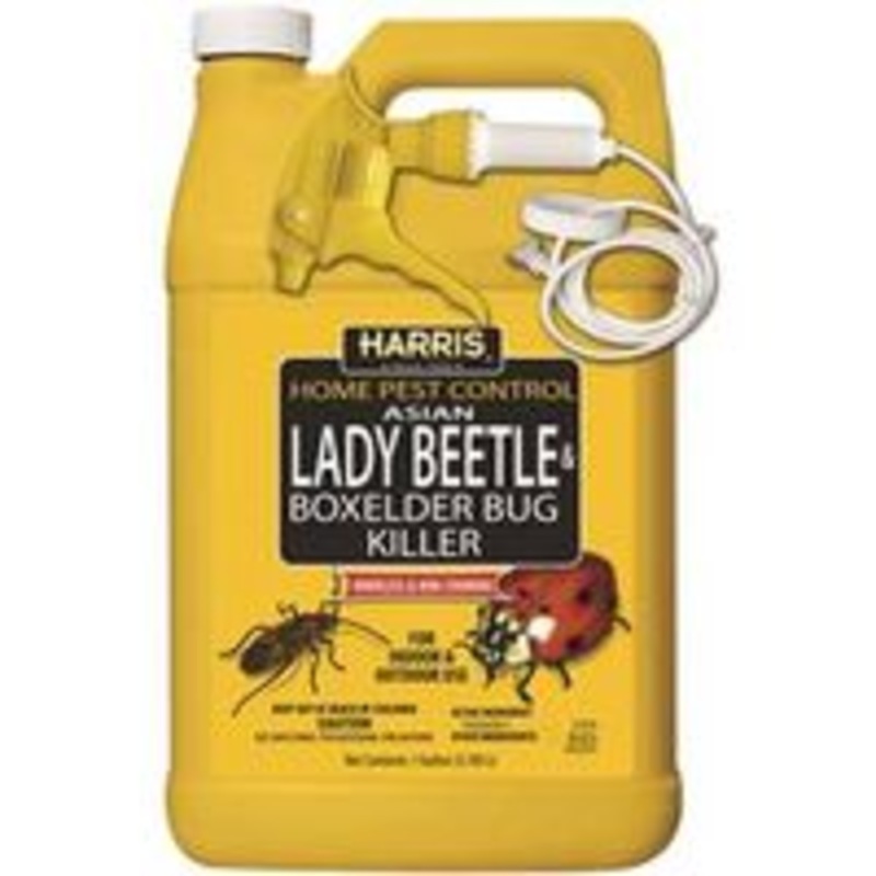 GAL Beetle and Elder Killer (9 lbs)