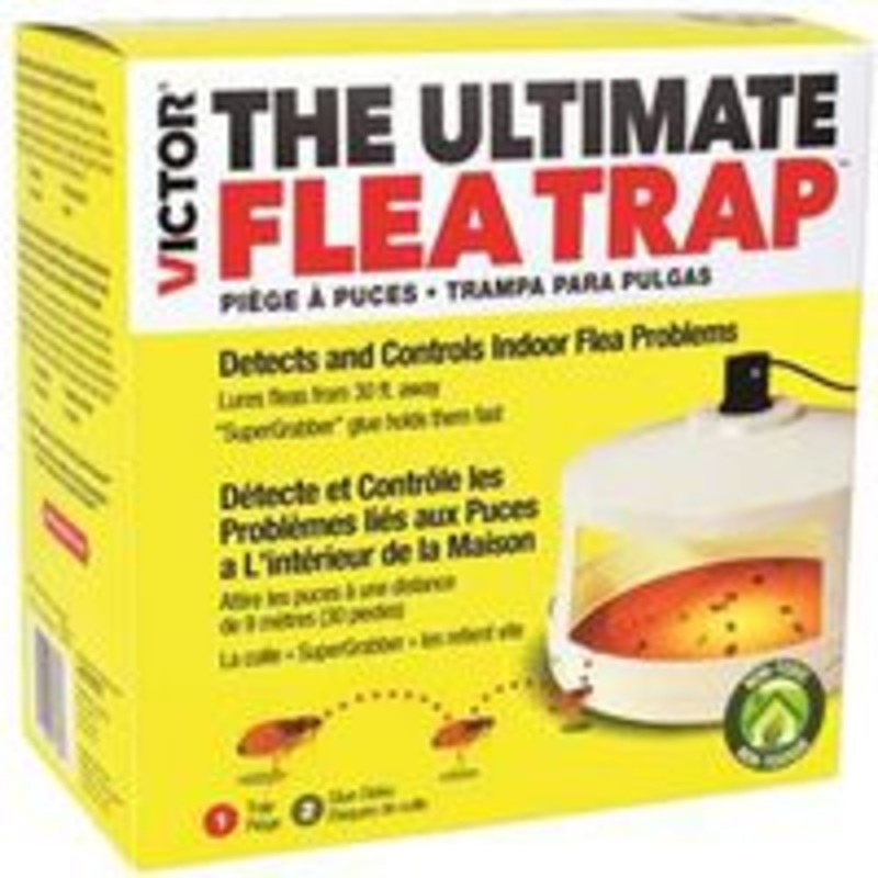 Overnight Flea Trap