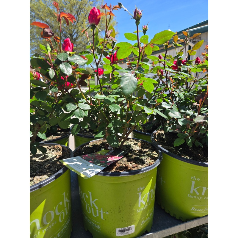 Rose Bushes