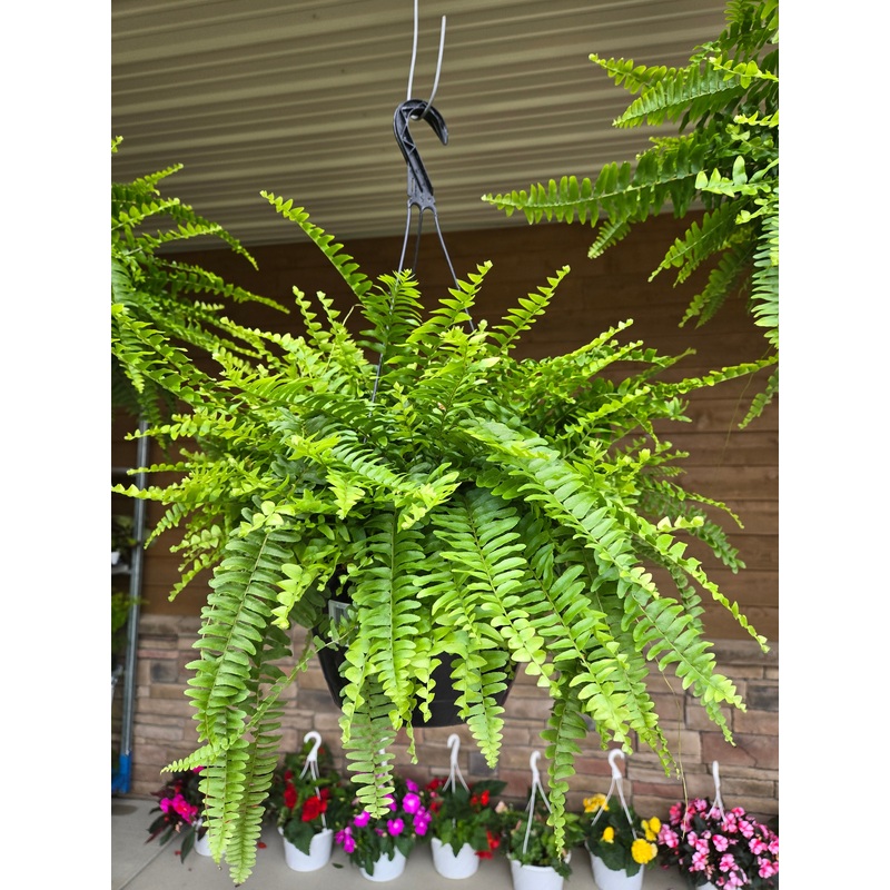 10 Fern Hanging Basket – Live Plant