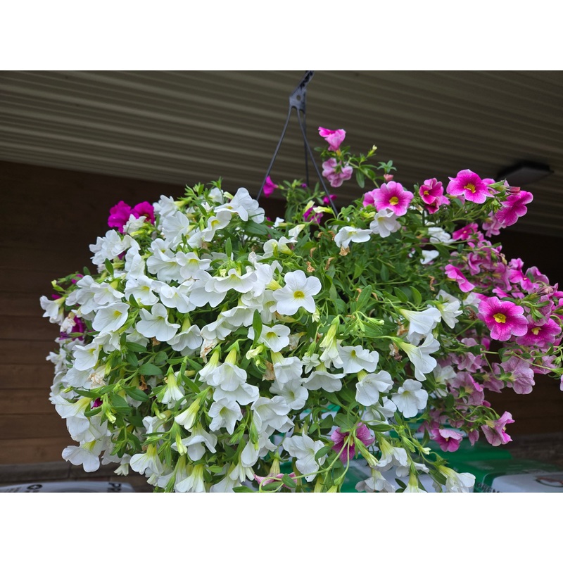 10 Hanging Basket for Live Plants