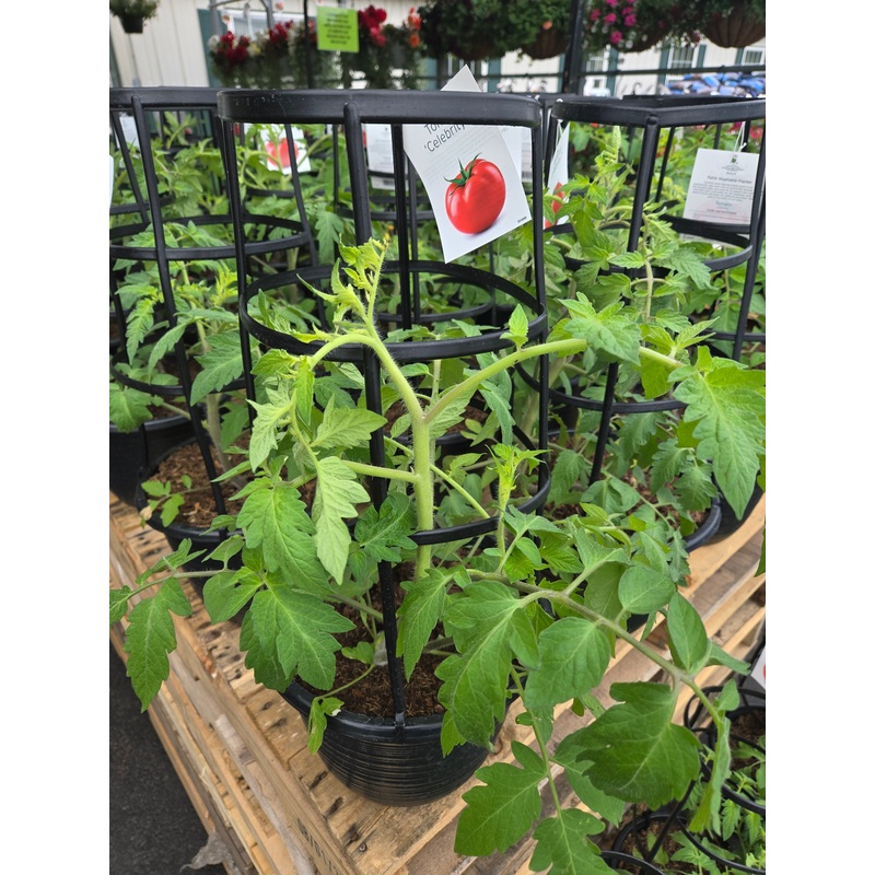 10-Inch Tomato Pot with Cage