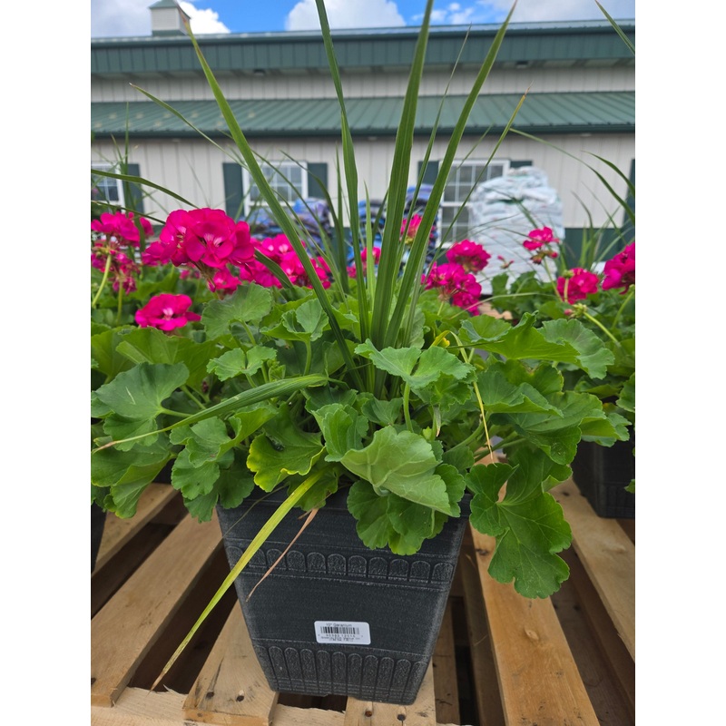 10 Leonardo Planter Assortment for Live Plants