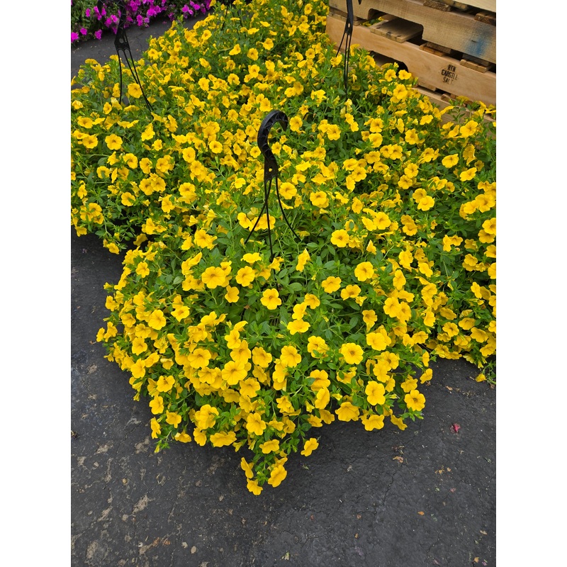 12-Inch Hanging Basket for Live Plants