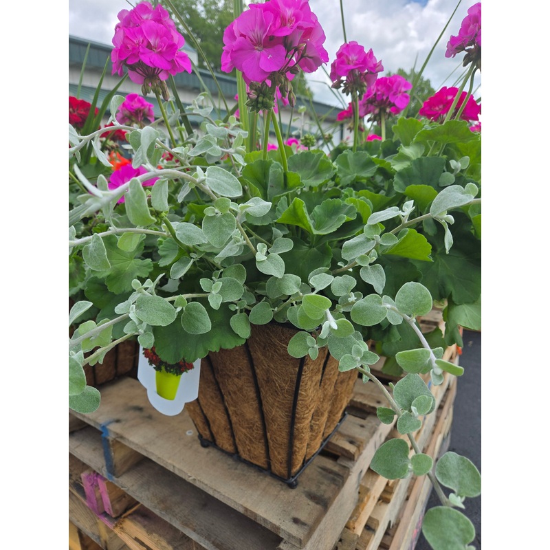 14 Moss Square Planter