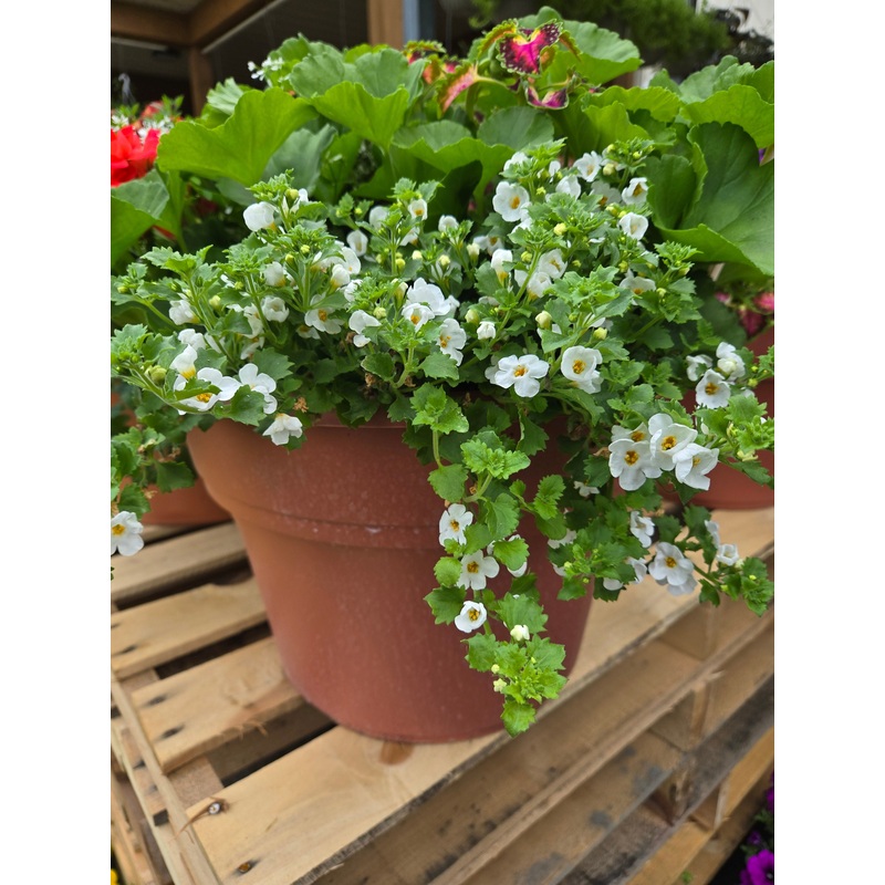 14 Round Cotta Planter for Live Plants