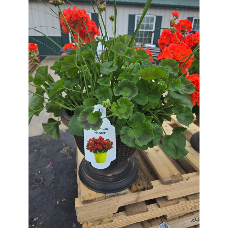 14 Tuscany Urn for Live Plants