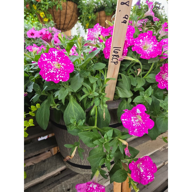 16 Round Cask Planter for Live Plants