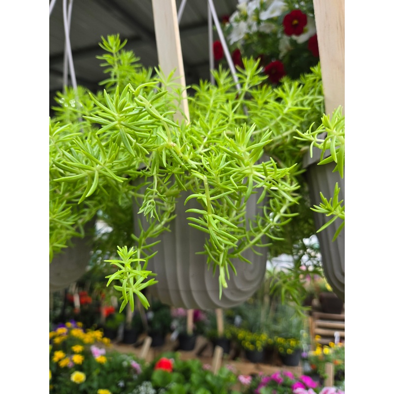 6-Inch Hanging Basket