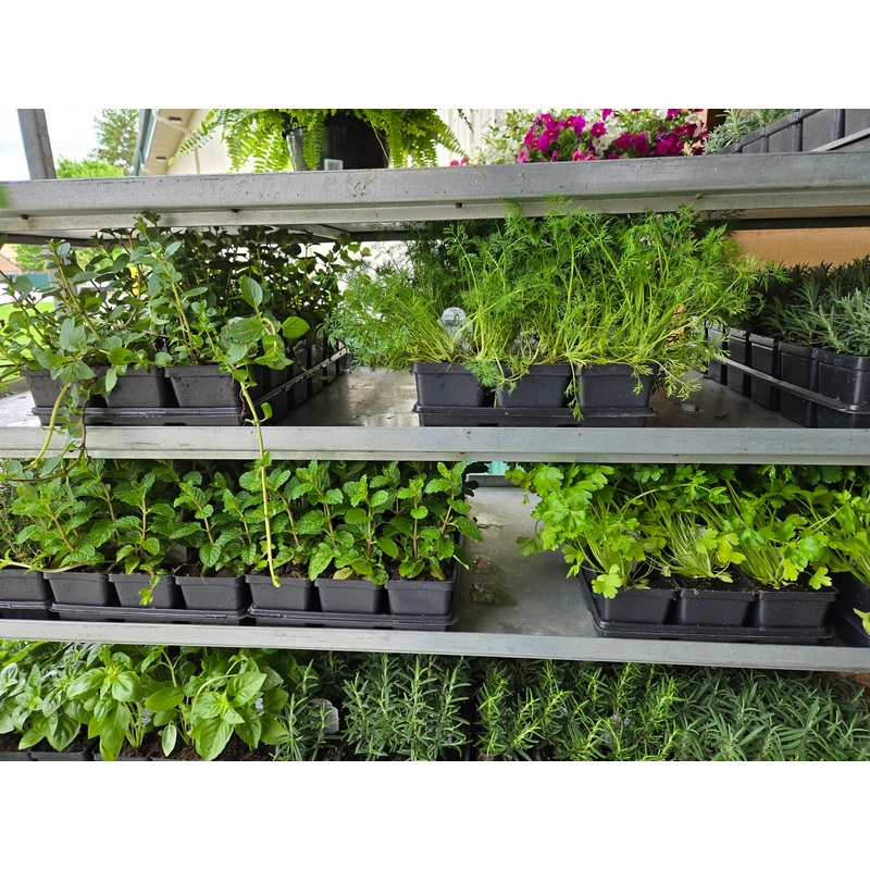 Flat Mix and Match Live Plants