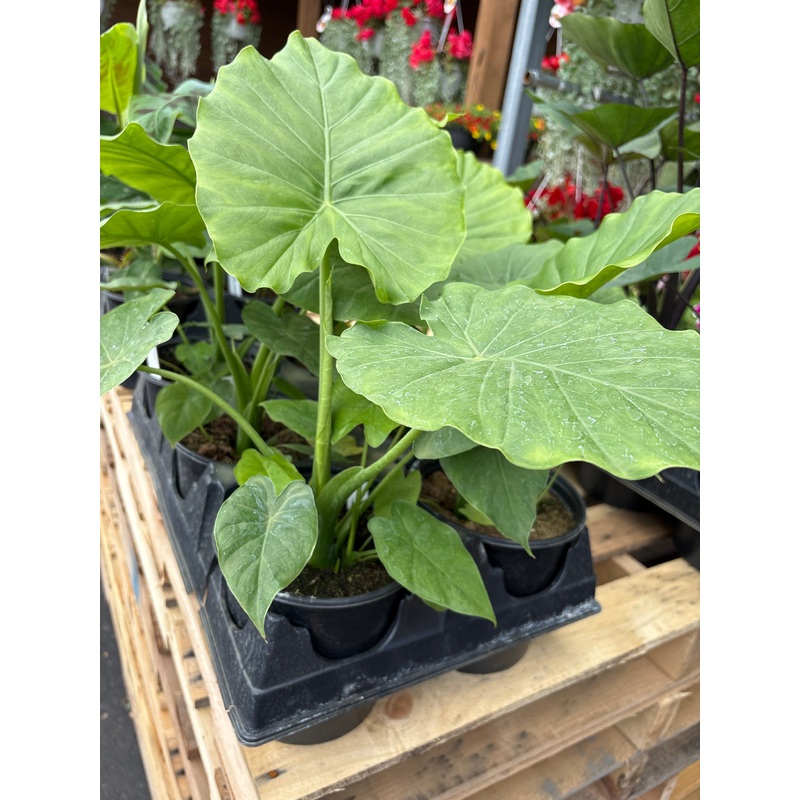 Gallon Pot for Live Plants