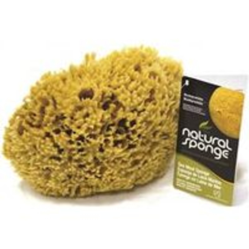 7 Natural Sea Wool Sponge for Decorative Finishing